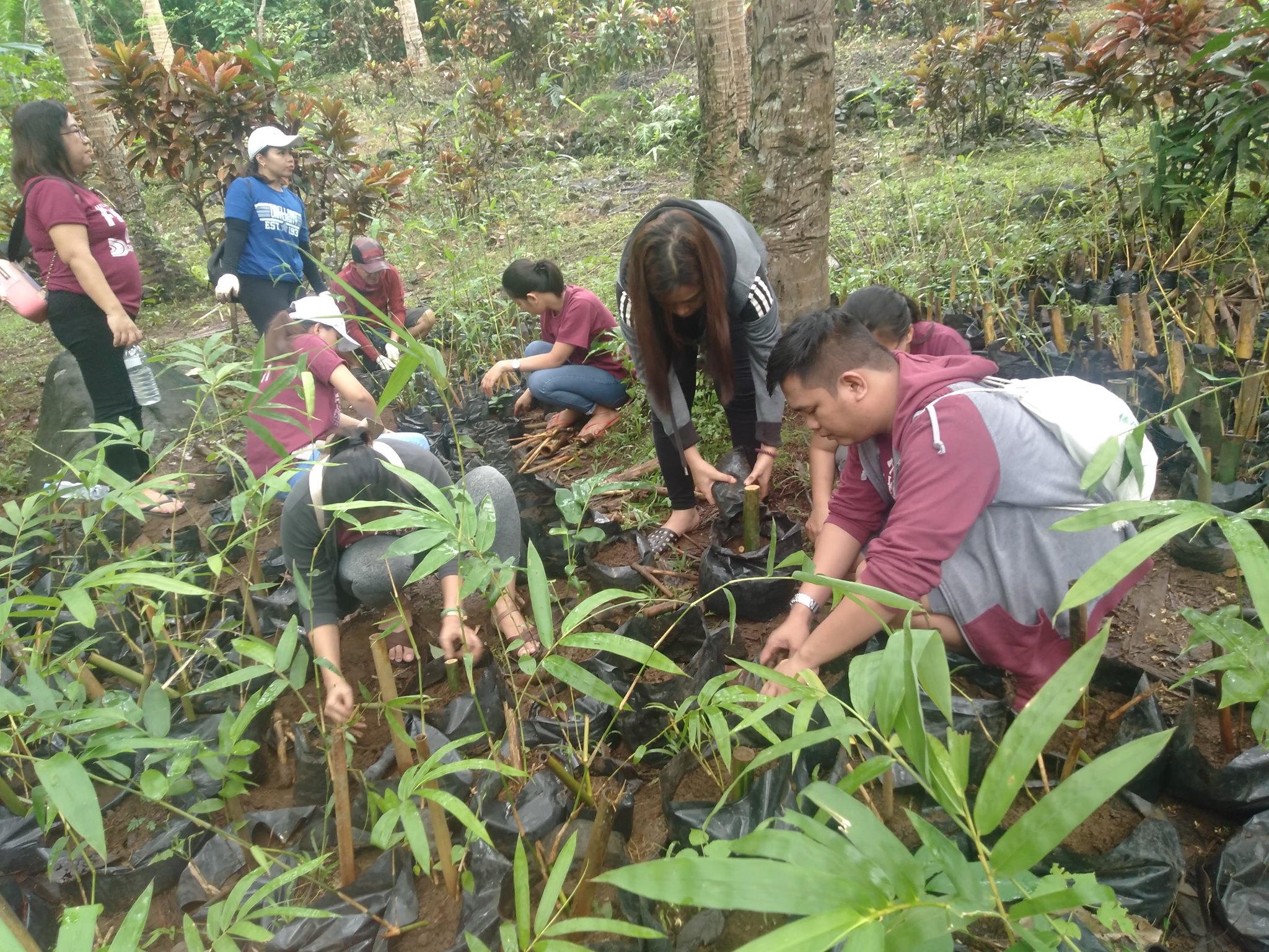 Bambusetum in Panguil River Ecopark. Students, faculty members and non-teaching personnel actively participate in bamboo propagation.