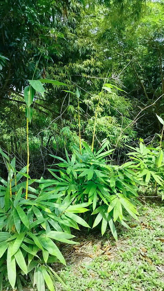 Monitoring Visit in Bamboo Garden in Brgy. Balite, San Miguel, Bulacan