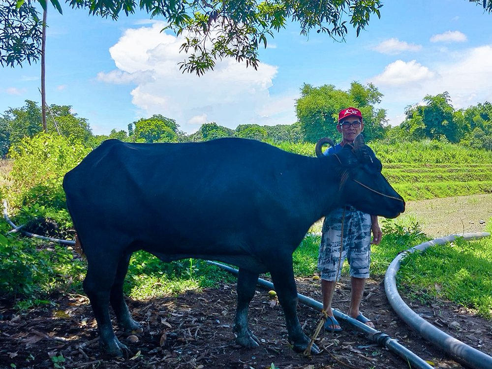 ECU through AU INP donated another Bulgarian Buffaloes