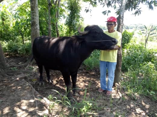 Buffalo Dispersal Project in Masalipit, San Miguel, Bulacan.