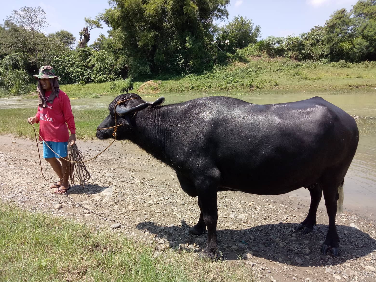 Buffalo Dispersal Project in Masalipit, San Miguel, Bulacan.