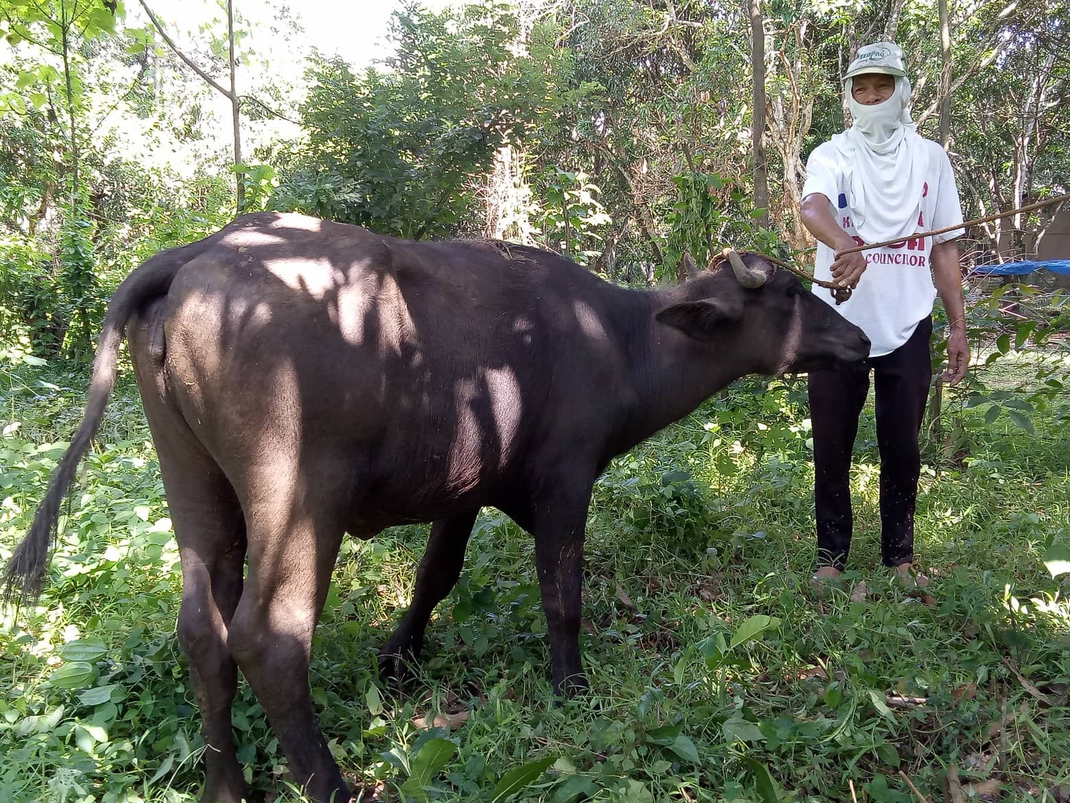 Buffalo Dispersal Project in Masalipit, San Miguel, Bulacan.